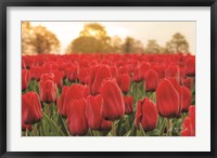 Framed Tulips from Twente