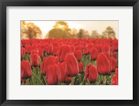 Framed Tulips from Twente