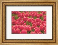 Framed Pretty Pink Tulips