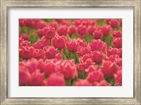 Framed Pretty Pink Tulips