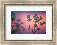 Framed Cow Parsley