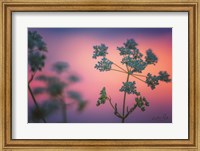 Framed Cow Parsley