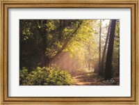Framed Sunny Trail