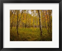 Framed Birch Woods 1