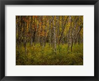Framed Birch Woods 2