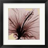 Framed Spring Hibiscus
