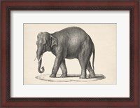 Framed Elephant