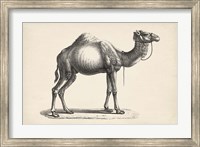 Framed Dromedary