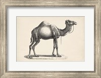 Framed Dromedary