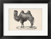 Framed Camel