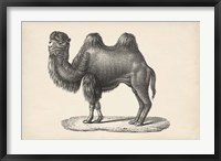 Framed Camel