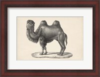 Framed Camel