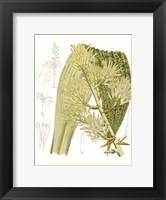 Framed Palm Melange VI