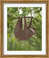 Framed Sloth Hanging Around