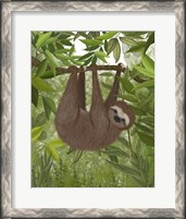 Framed Sloth Hanging Around