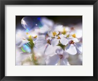 Framed Jewels of the Enchanted Forest I