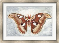 Framed Papillon de Nuit I