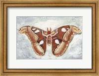 Framed Papillon de Nuit I