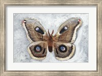 Framed Papillon de Nuit II