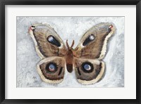 Framed Papillon de Nuit II