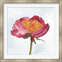 Framed Joyful Peony II