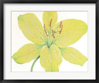 Framed Citron Tiger Lily I