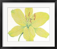 Framed Citron Tiger Lily I