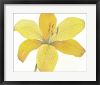 Citron Tiger Lily II Framed Print