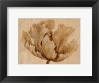 Framed Sepia Tulip on Birch I