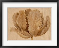 Framed Sepia Tulip on Birch II