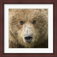 Framed Bear Life I