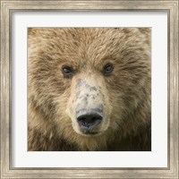 Framed Bear Life I