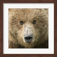 Framed Bear Life I