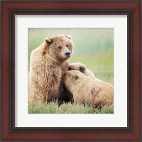 Framed Bear Life II