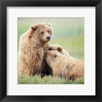 Framed Bear Life II