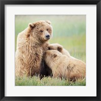 Framed Bear Life II