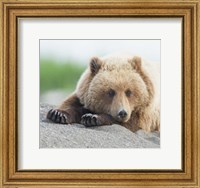 Framed Bear Life IV