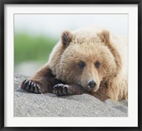 Framed Bear Life IV