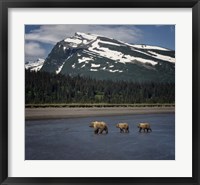 Framed Bear Life V