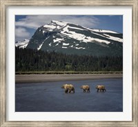 Framed Bear Life V