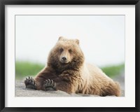 Framed Bear Life VI