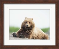 Framed Bear Life VI