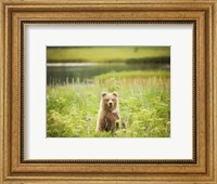 Framed Bear Life VII