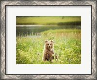 Framed Bear Life VII