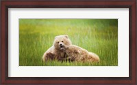 Framed Bear Life VIII