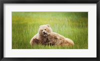 Framed Bear Life VIII