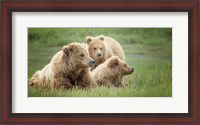 Framed Bear Life IX