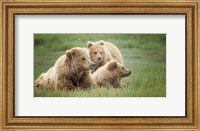 Framed Bear Life IX