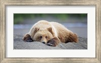 Framed Bear Life X