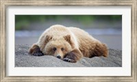 Framed Bear Life X
